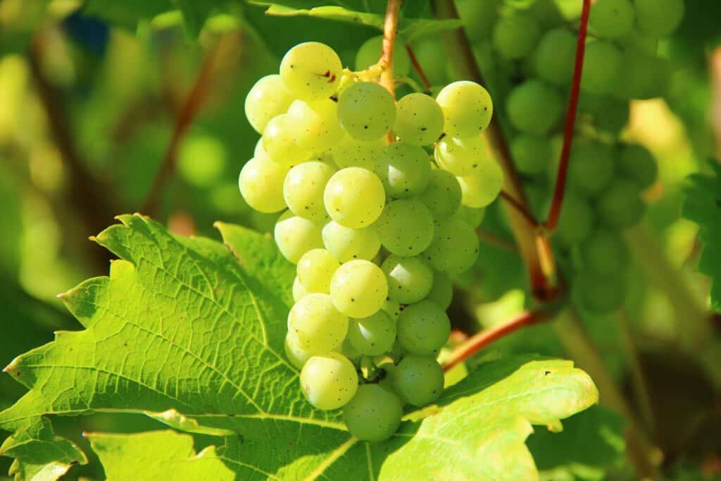 10 Healthiest Fruits That Boost Your Body Naturally 6 Grapes