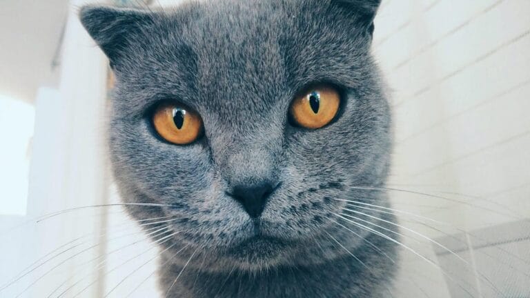 new cat gettyimages 1398423590 ieX7vH