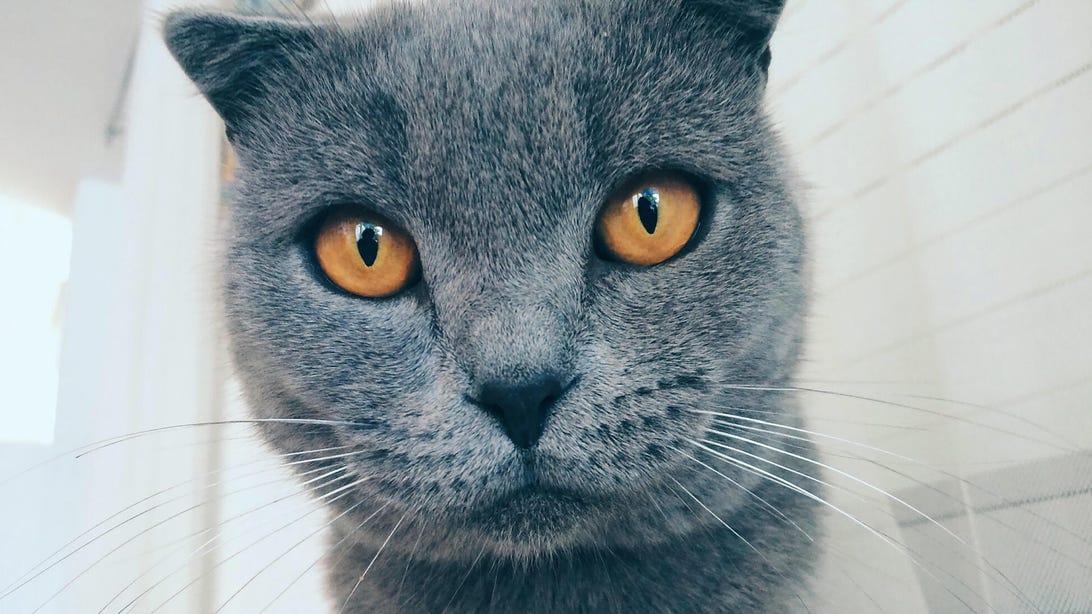 new cat gettyimages 1398423590 ieX7vH