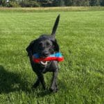 bella running with dog toy