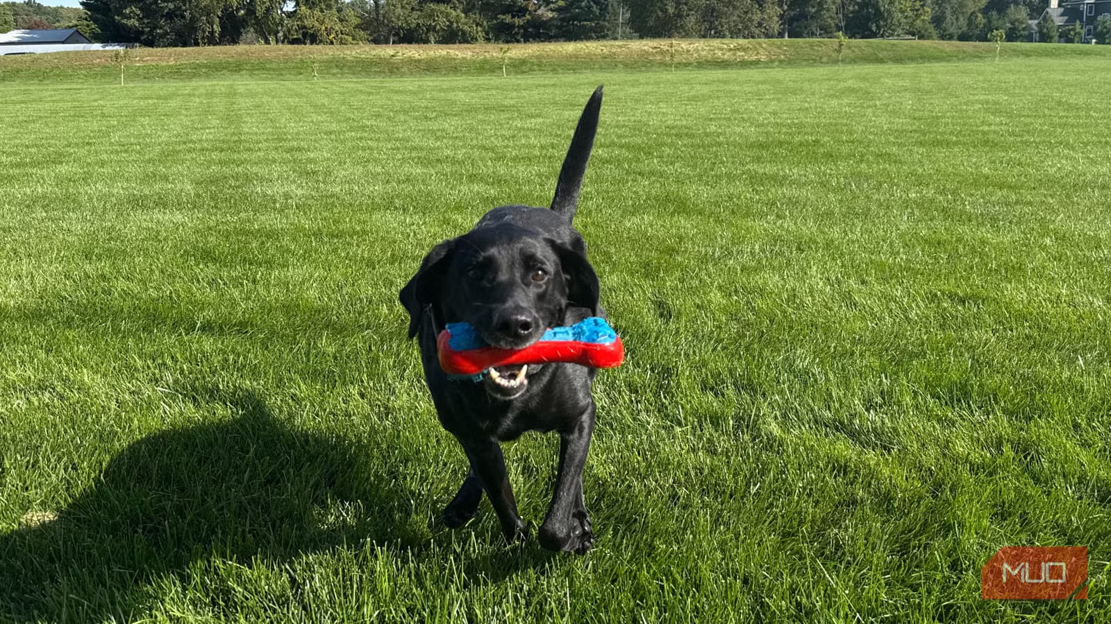 bella running with dog toy